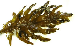 The Fucoxanthin seaweed