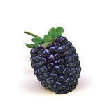 Blackberries contain cancer fighting compounds