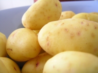 Potatoes contain high levels of folate