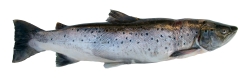 Fresh salmon contains high amounts of EFA's