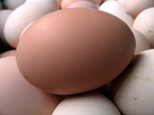 Eggs are a high quality source of protein