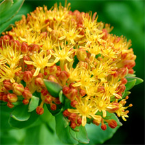 The Rhodiola Rosea plant 