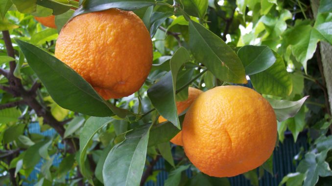 The bitter orange tree