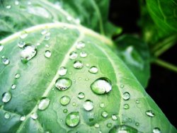 Cabbage leaves