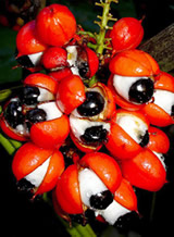 The Guarana Plant