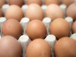 Row of healthy free range eggs