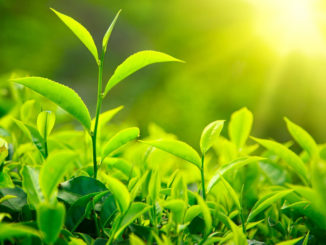 Green Tree Leaves