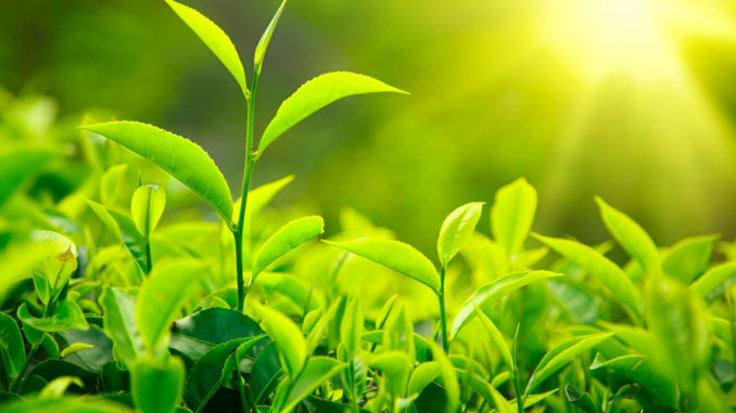 Green Tree Leaves