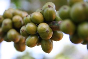 Green Coffee Beans