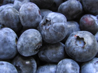 Blueberries the perfect weight loss snack