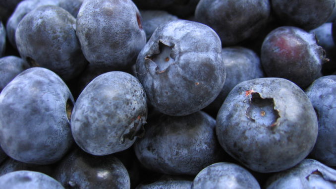 Blueberries the perfect weight loss snack